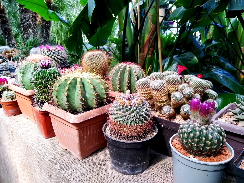 kaktusy2
