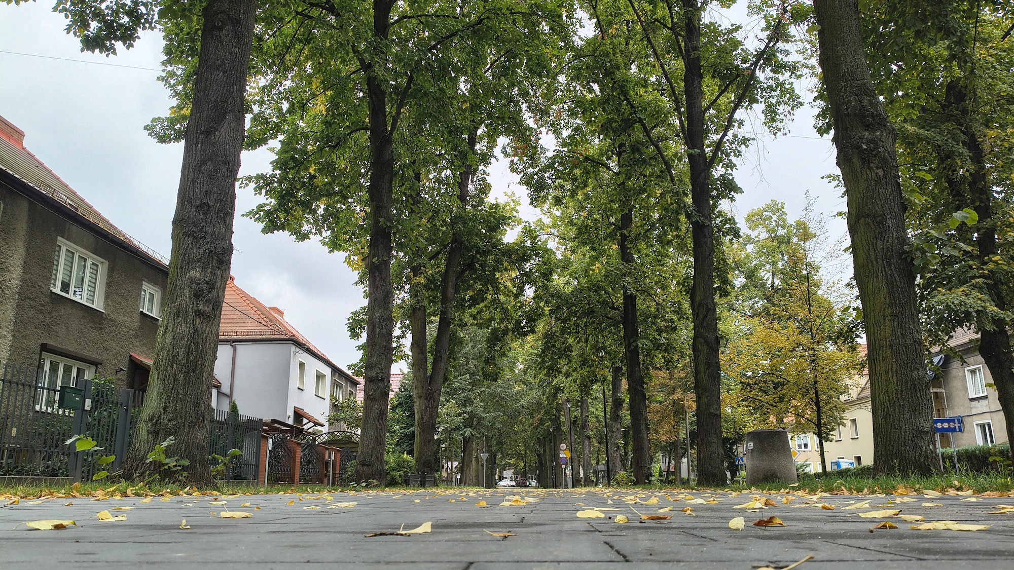 Aleja Mickiewicza, wzdłuż drzewa