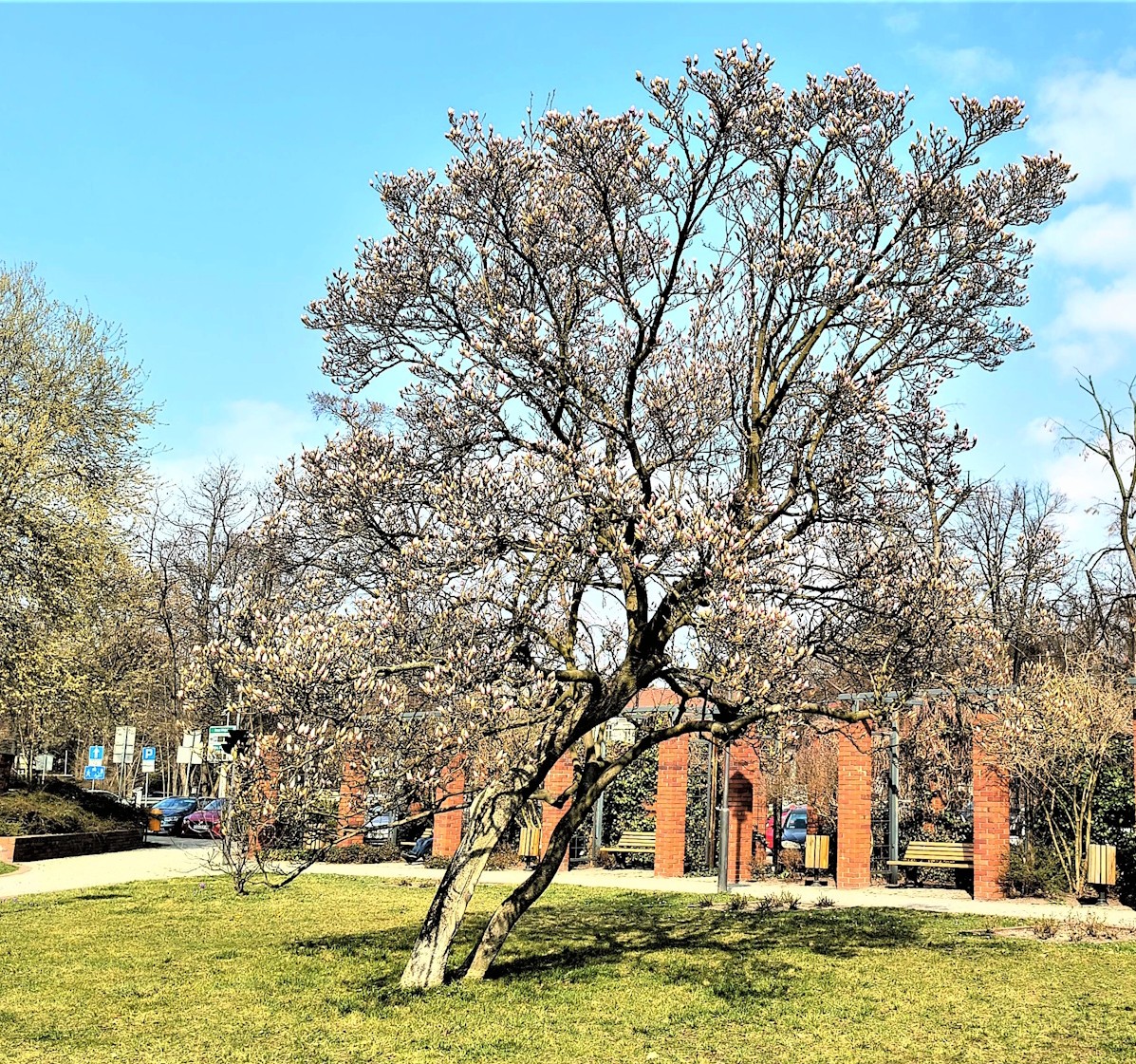 magnolia na Skwerze Doncaster