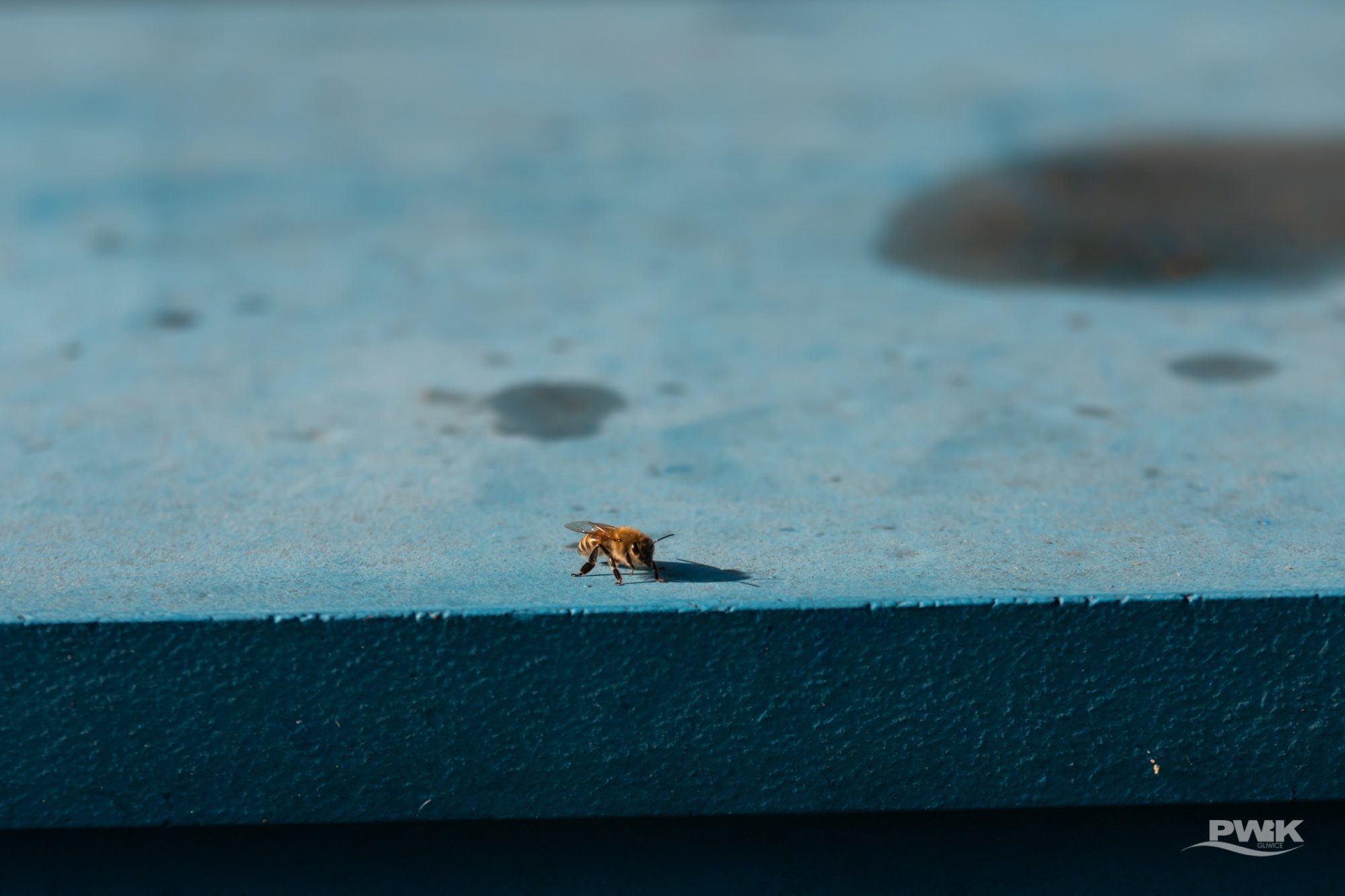 pszczoła miodna poza ulem