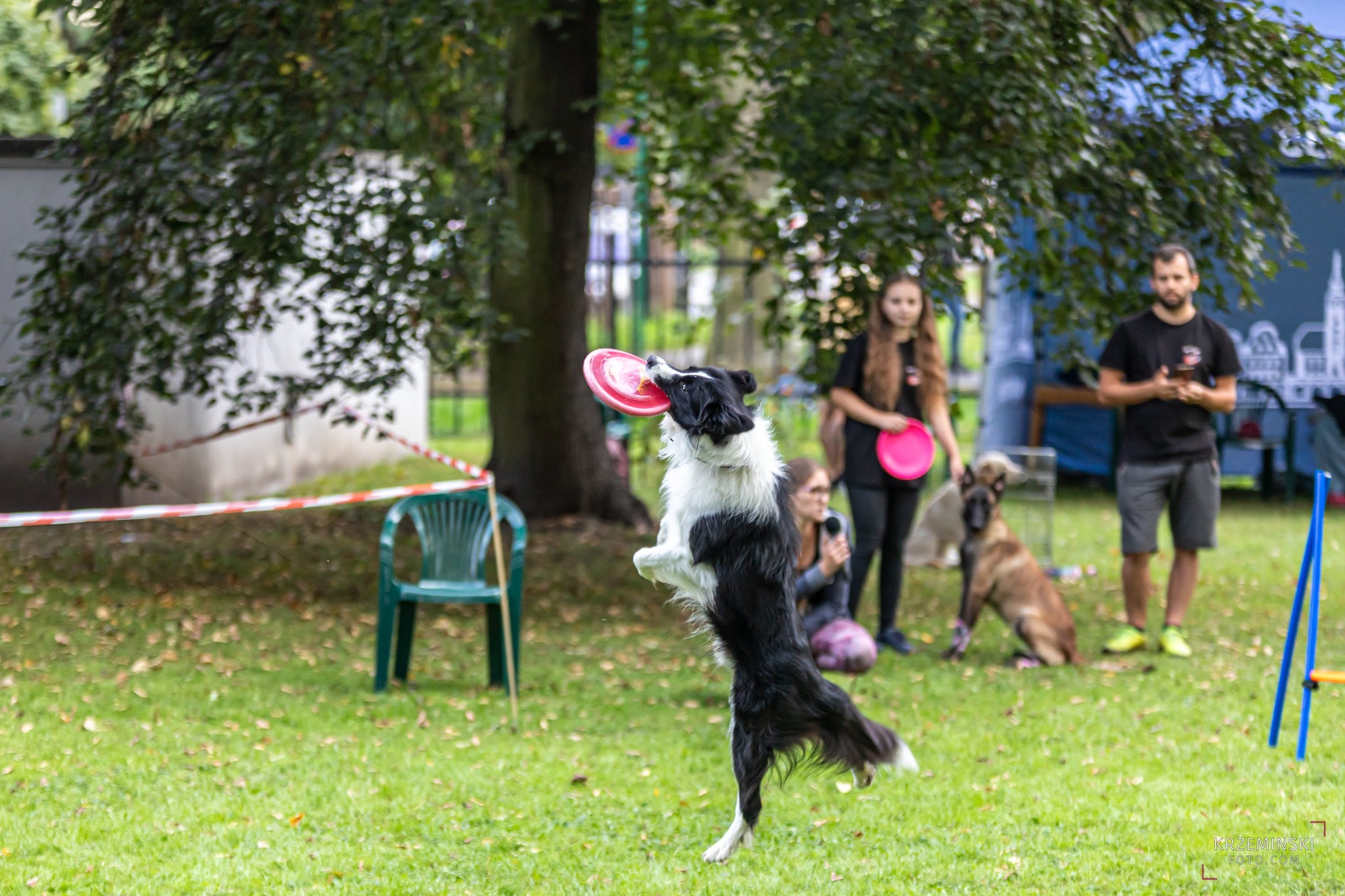 pies w parku łapie ringo