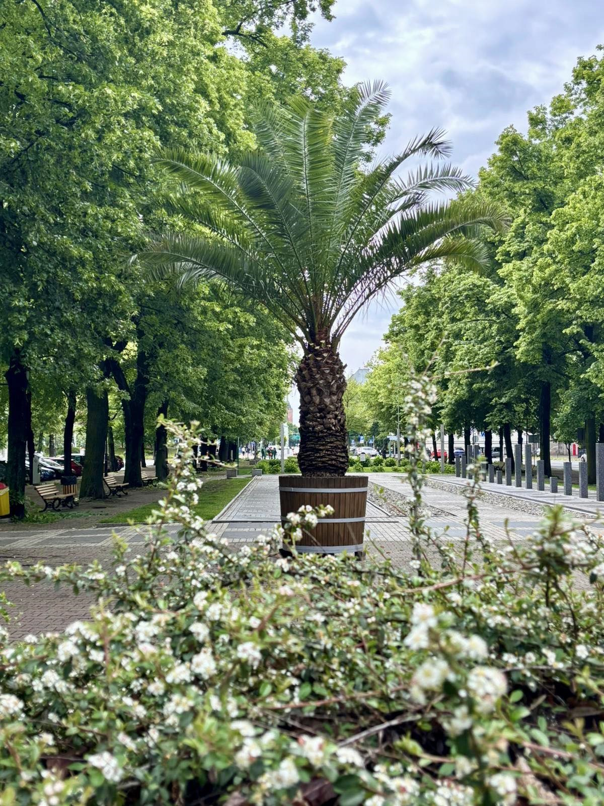 palma na placu Piłsudskiego
