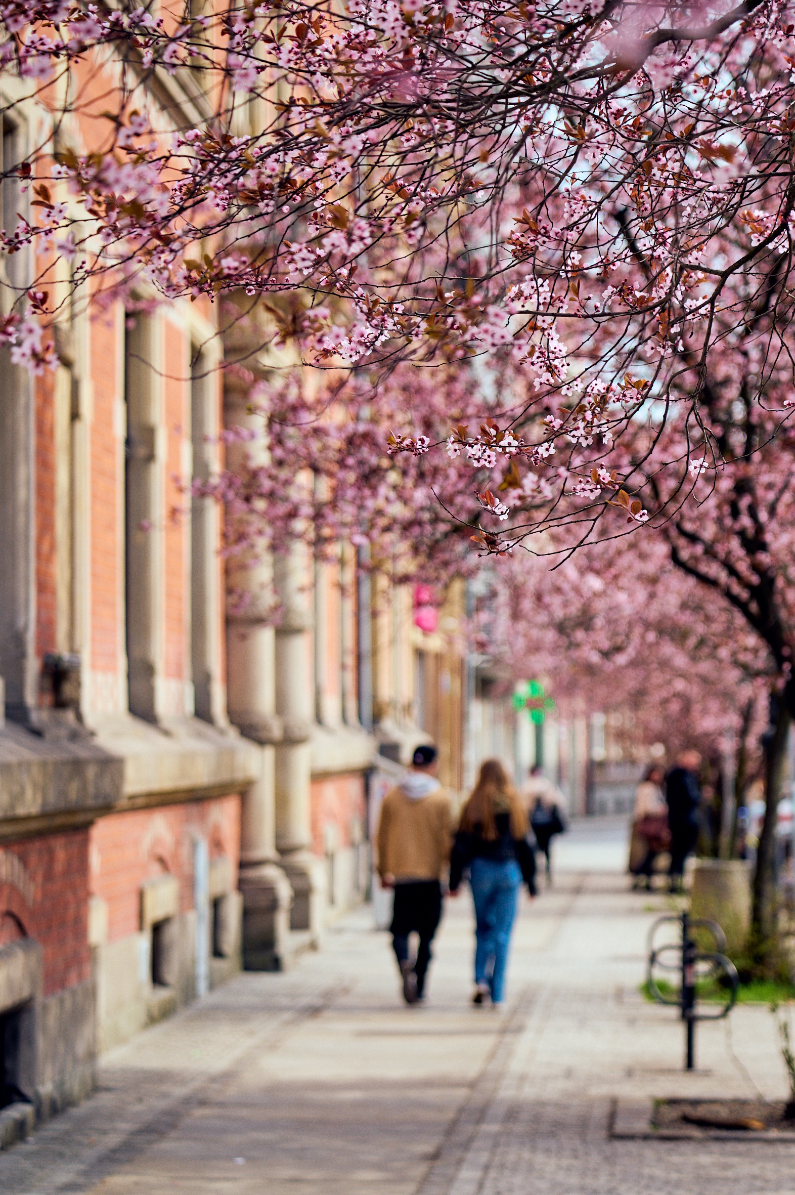Plac Inwalidów w kwitnących na różowo drzewach