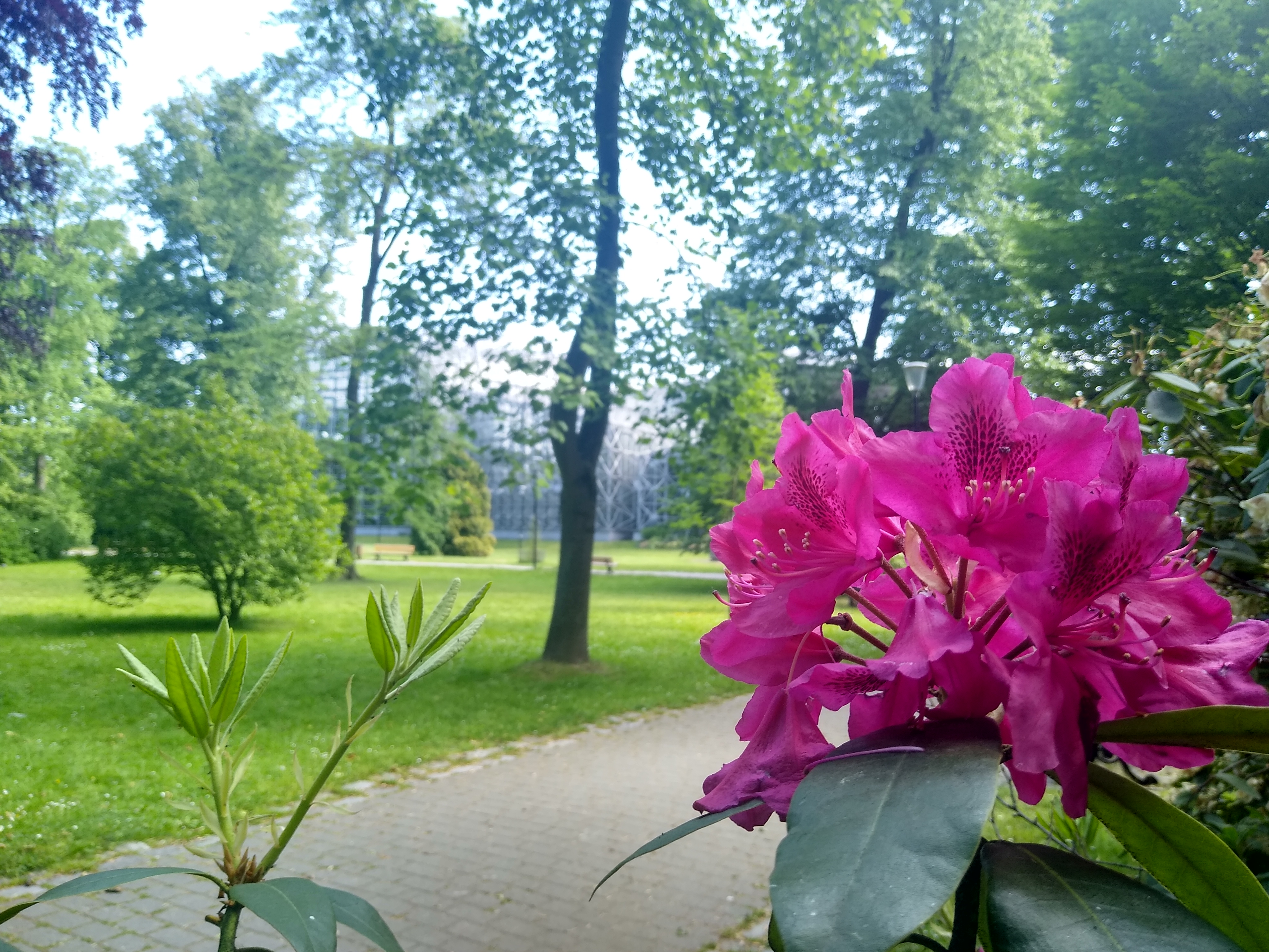kwiaty park Chopina