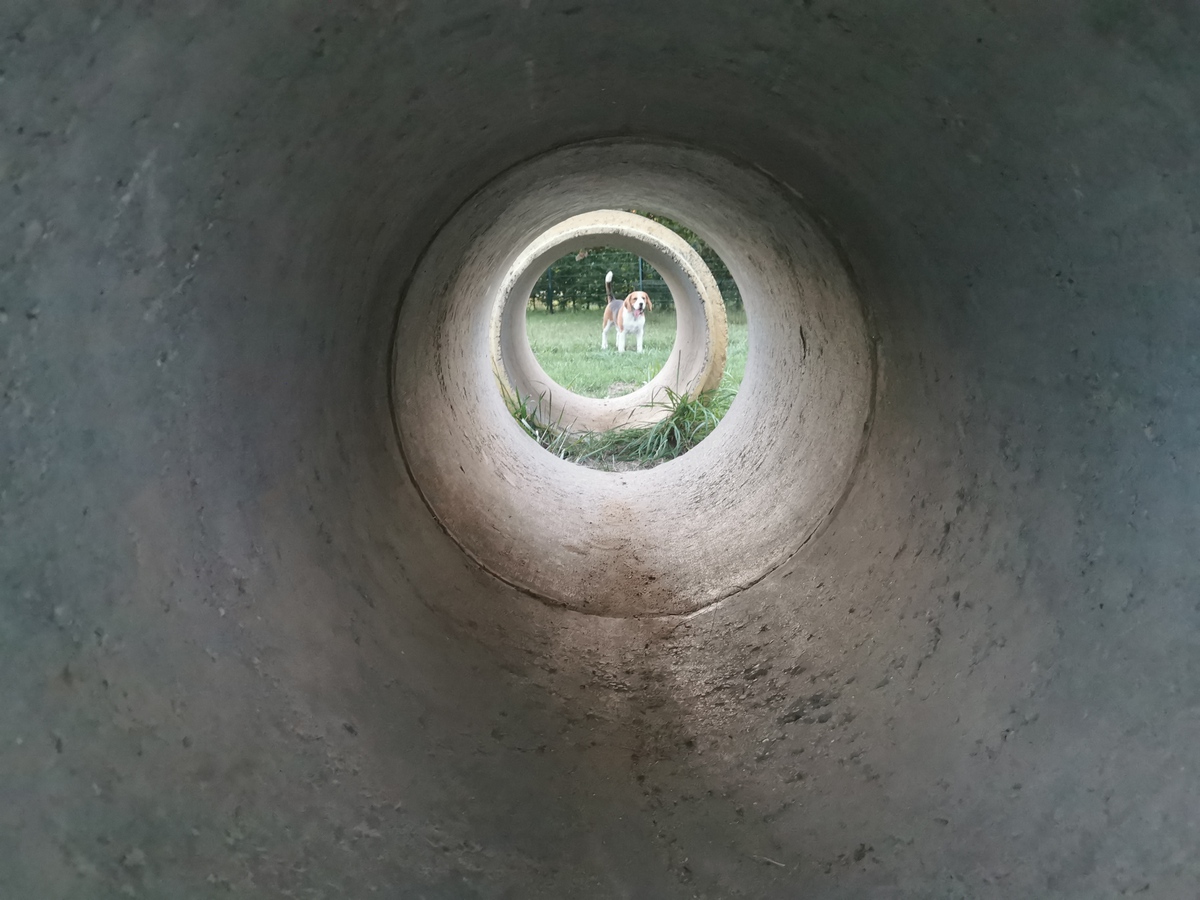 Beagle widziany przez tunel do zabawy na wybiegu dla psów na Koperniku