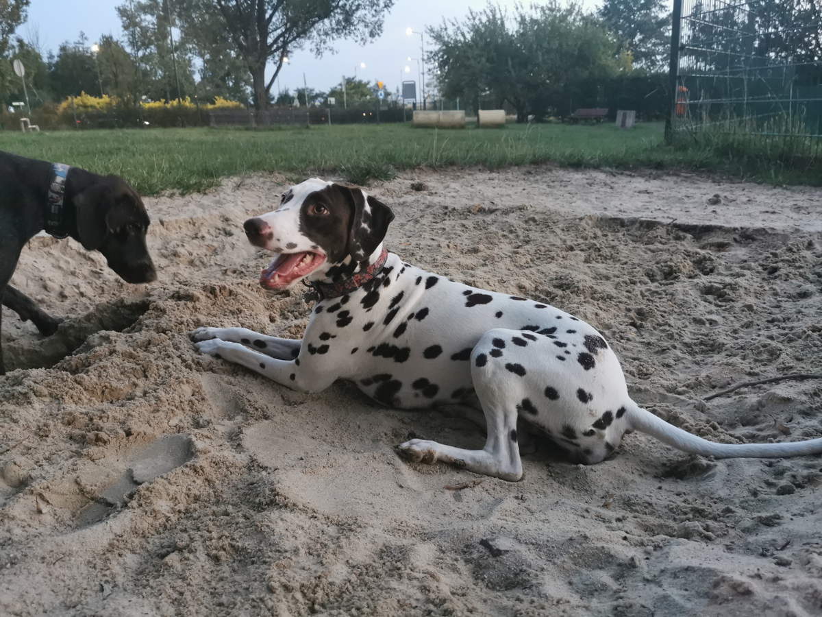 Pieski bawiące się w piaskownicy na wybiegu dla psów na Koperniku