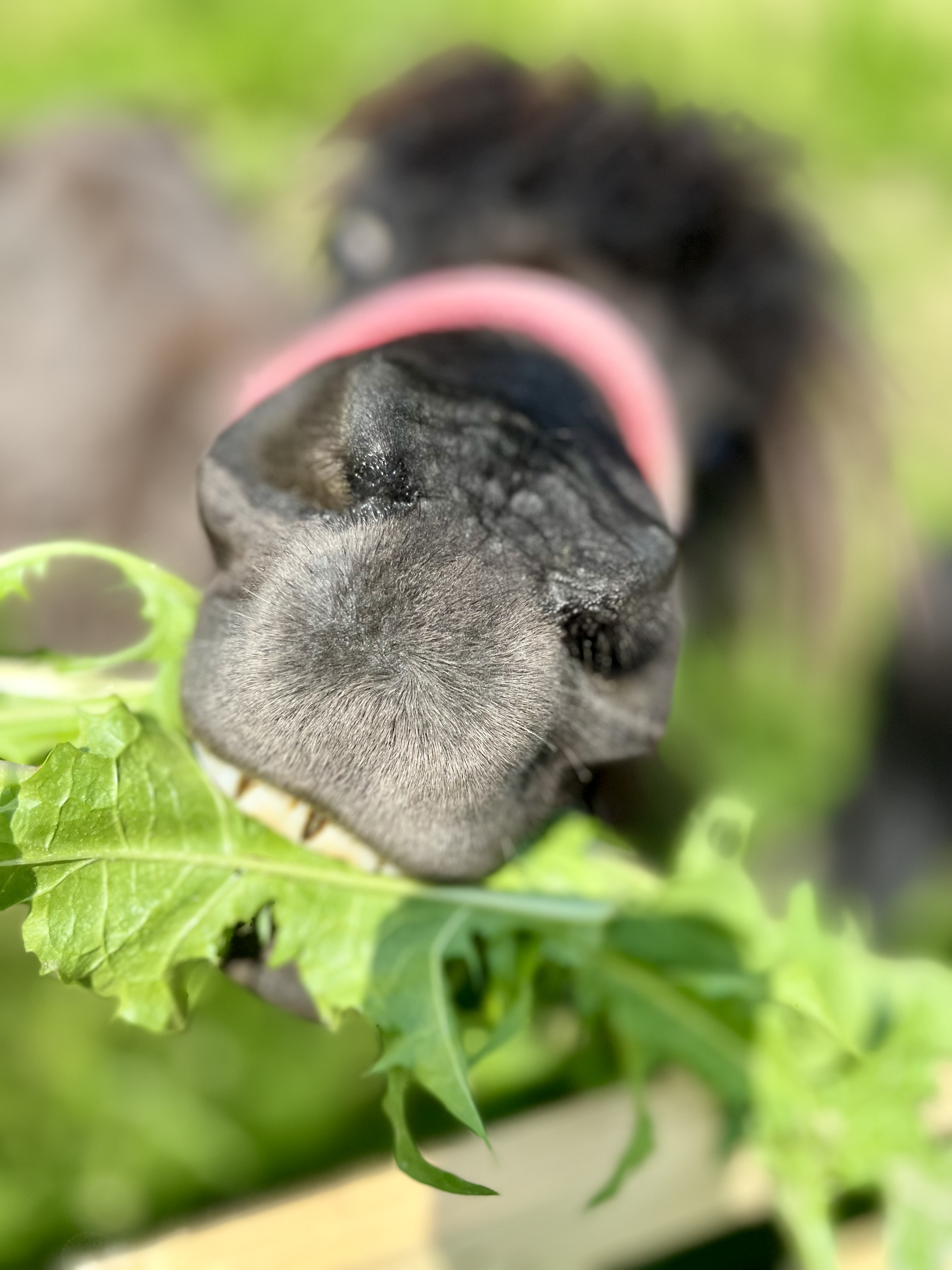 Kucyk Bajka jedzący zieleninę