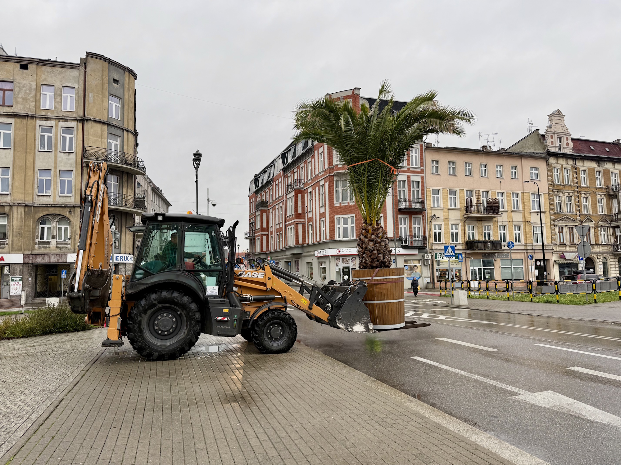 Fot. UM Gliwice palma na koparce