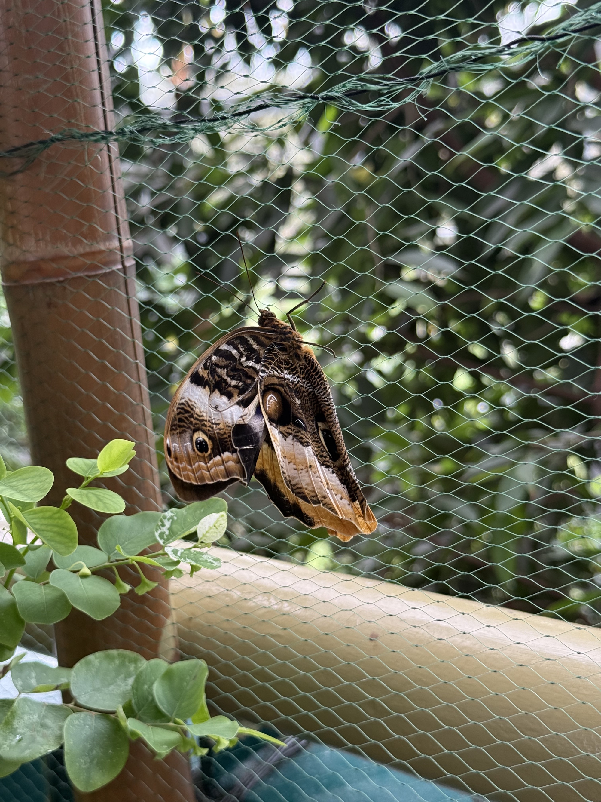 Brązowy motyl w Palmiarni