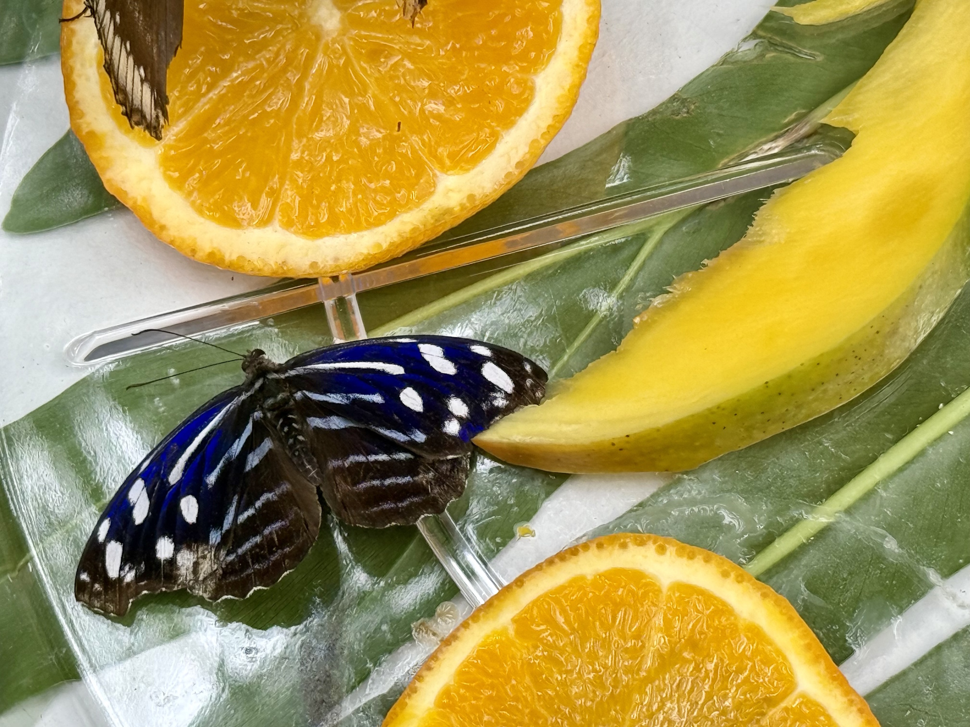 motyl na plasterkach owoców