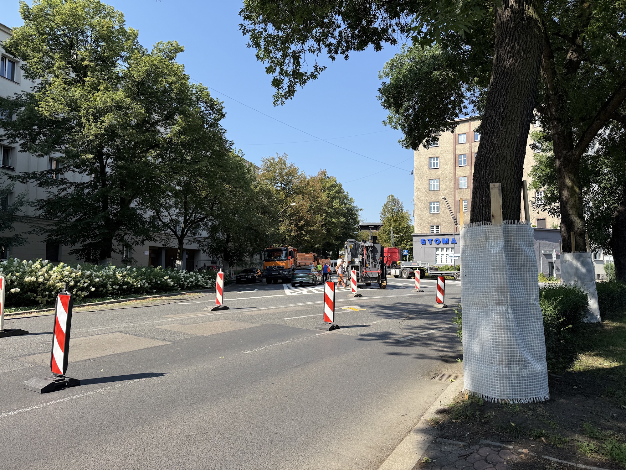 droga i zabezpieczone drzewa
