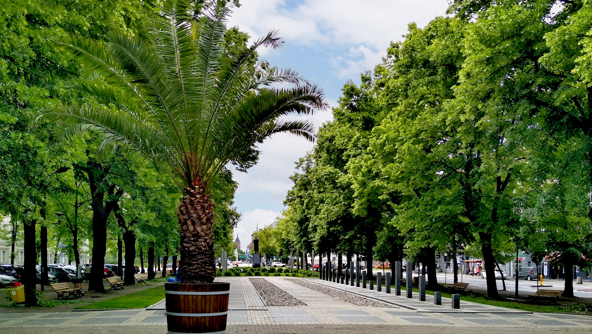 palma na placu Piłsudskiego