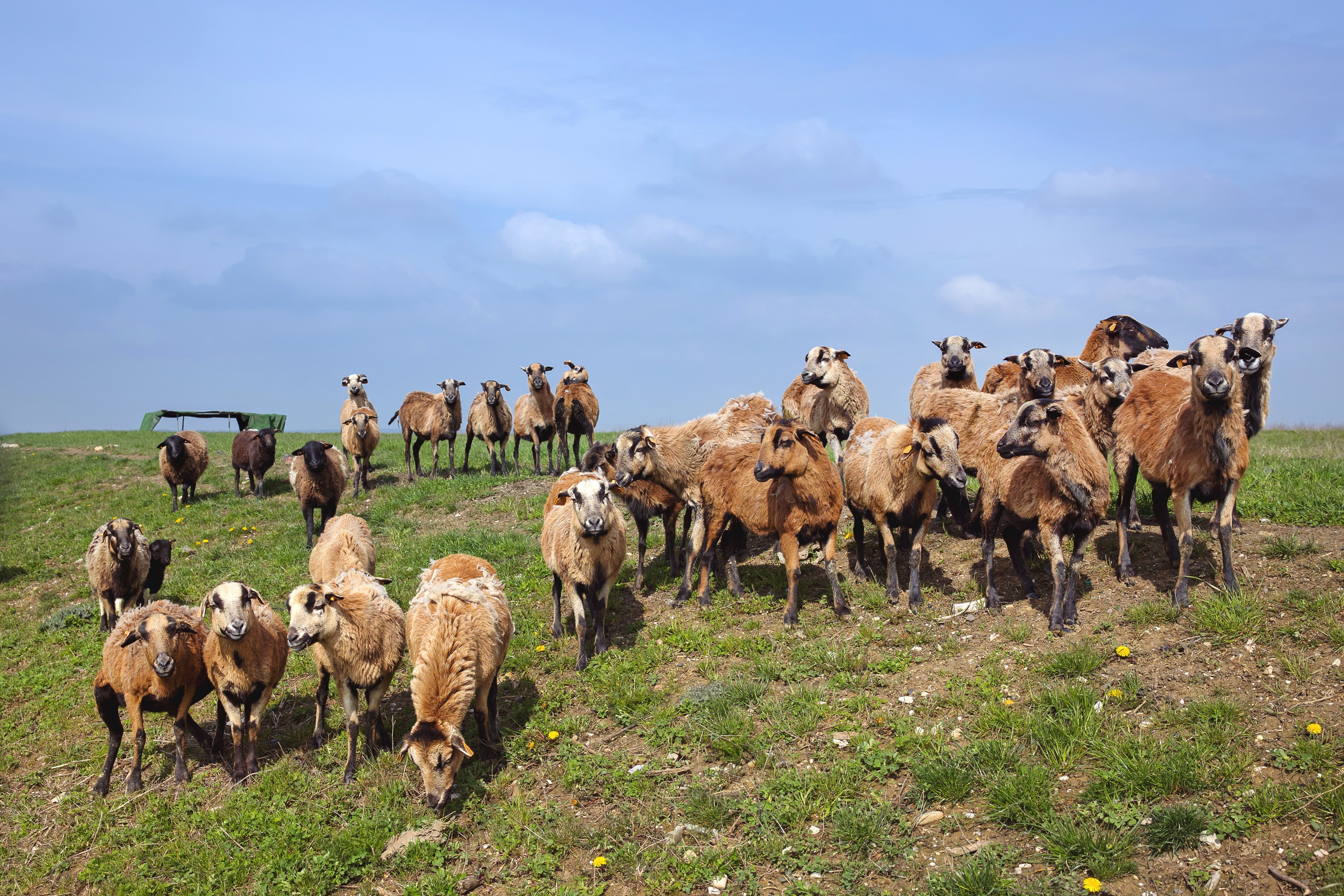 Owce na zrekultywowanym składowisku odpadów przy ul. Rybnickiej