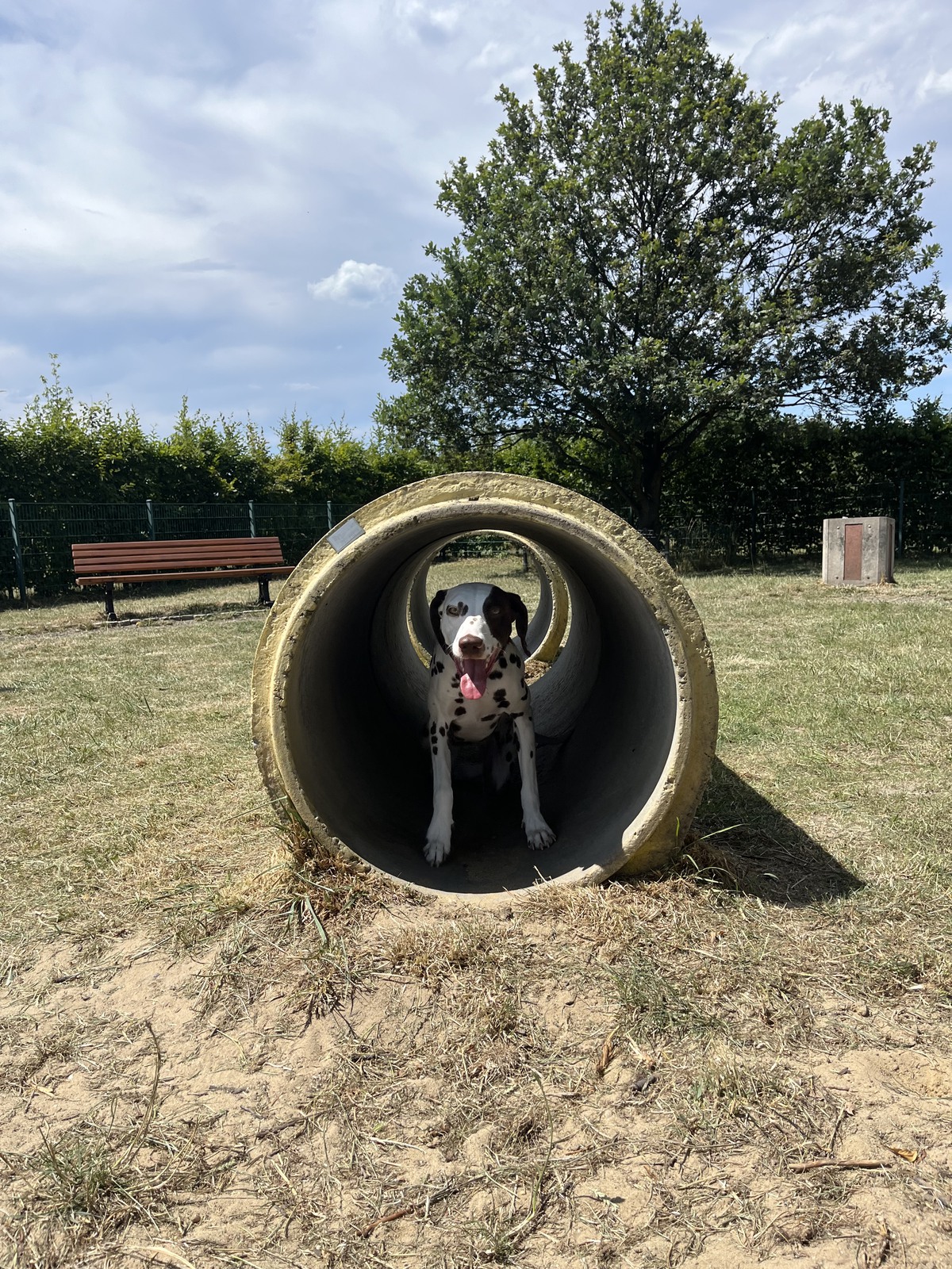 Dalmatyńczyk siedzący w tunelu do zabawy na wybiegu dla psów na Koperniku