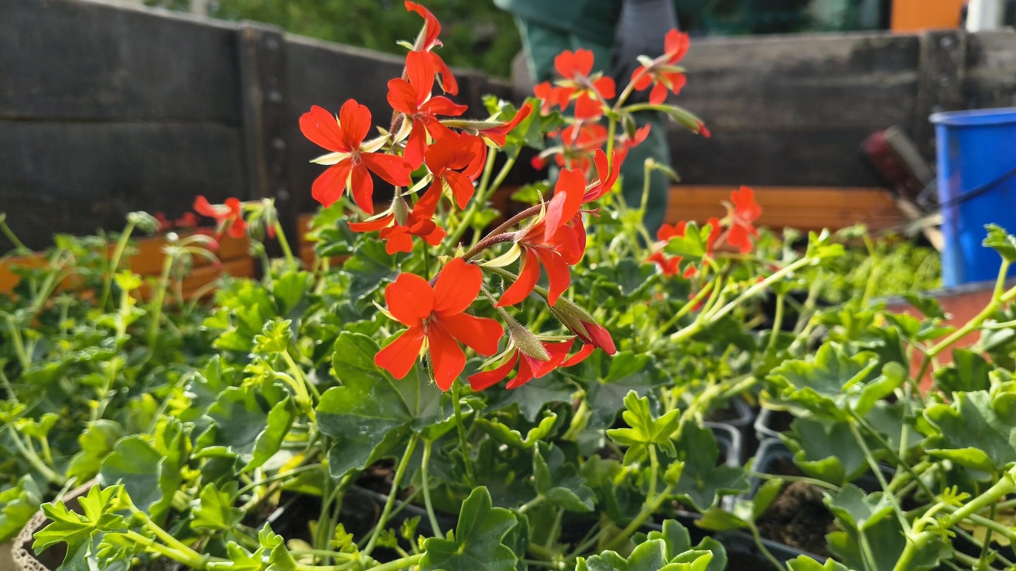 1200 pelargonii w centrum