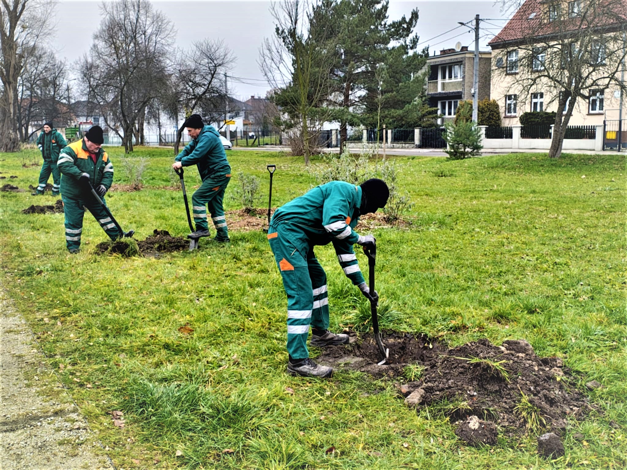 Kolejny dzień – kolejne nasadzenia. Lipy srebrzyste dla Łabęd