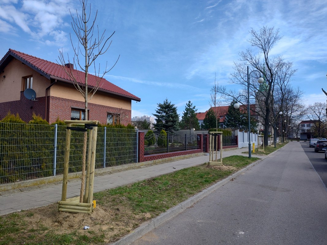 #ZieloneGliwice Przybywa drzew w Gliwicach  