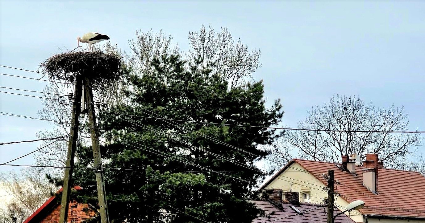 Bociek z Bojkowa powrócił. Wypatrujcie cieplejszych dni