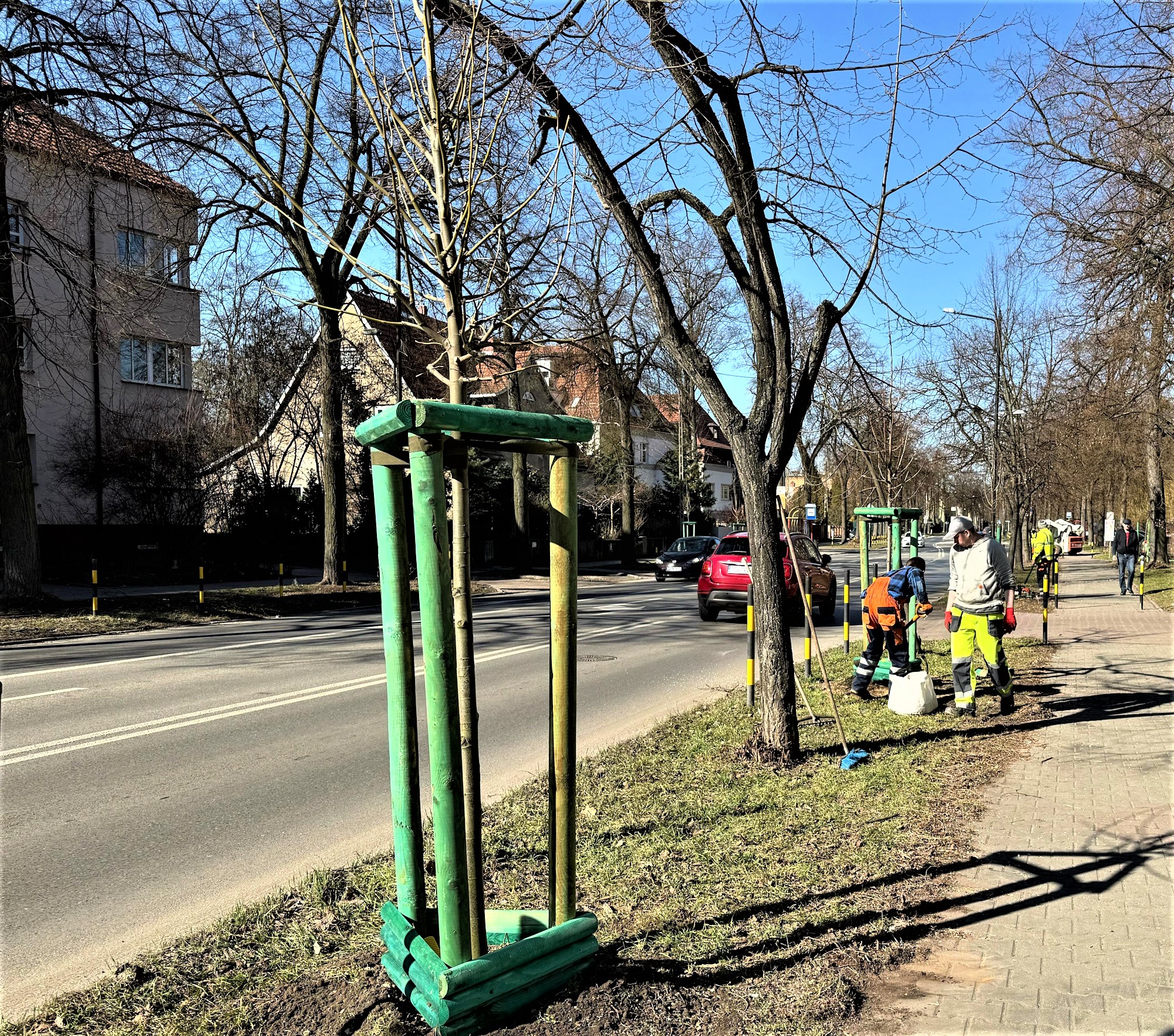 Mamy coraz więcej nowy drzew. Ulica Andersa się zazielenia