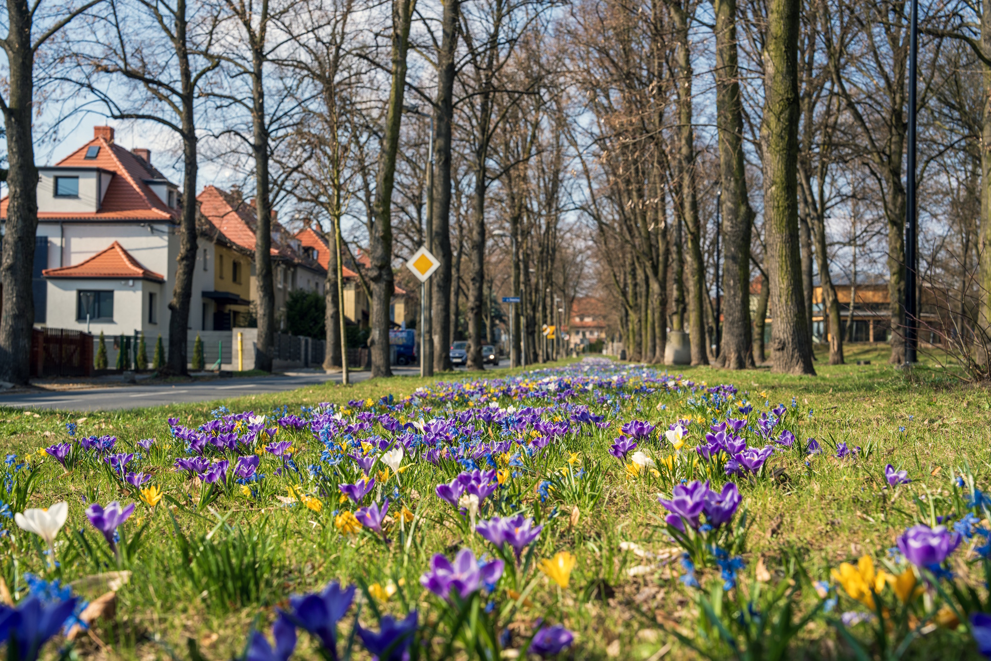 Kwitną skwery i parki. Gliwice gotowe na wiosnę