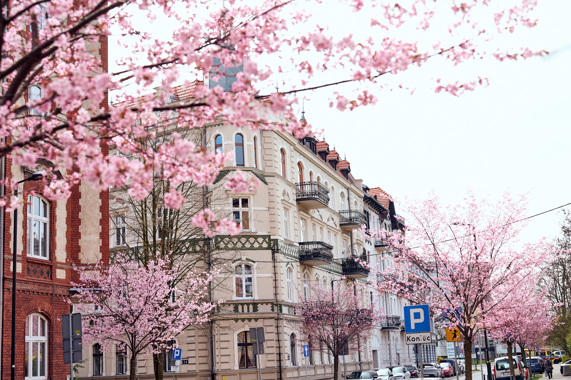 Gliwice na różowo. Miasto kwitnie