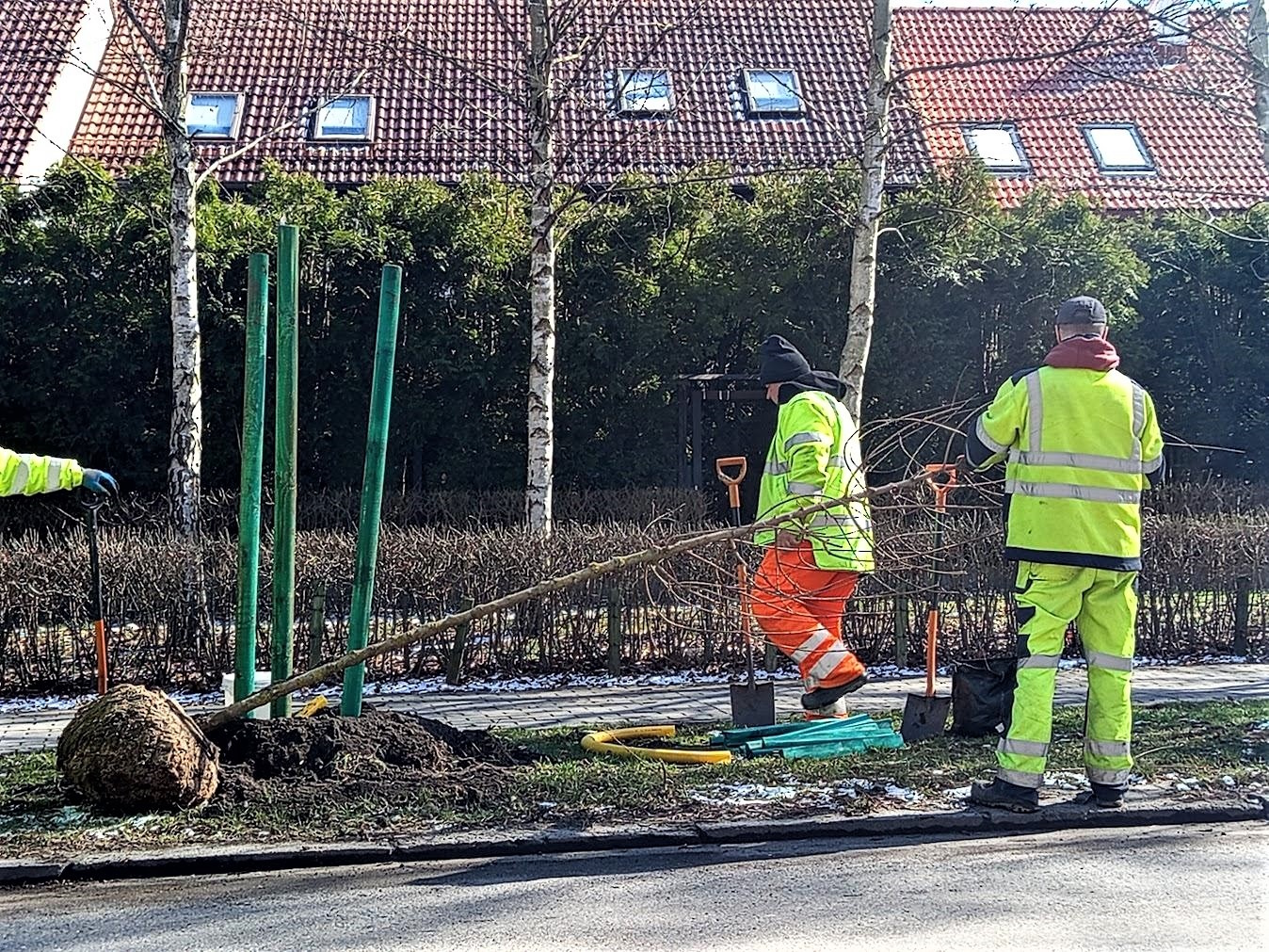 Coraz więcej drzew w Gliwicach – tylko w ostatnich miesiącach nasadzono ich ponad 800. Będą kolejne