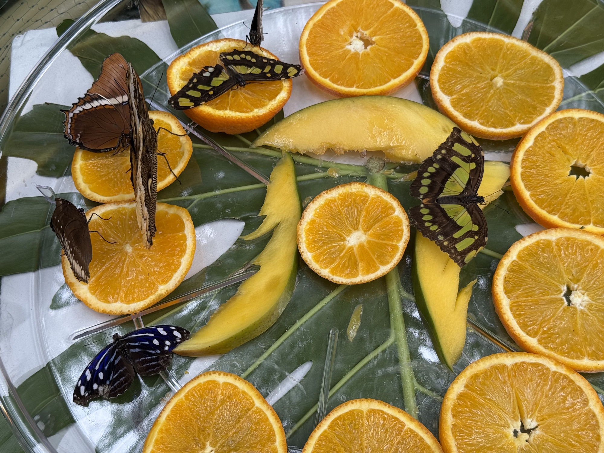 Propozycja na weekend: egzotyczna atrakcja w Gliwicach! Motyle z różnych zakątków świata czekają na Was w Palmiarni. Zobaczcie galerię🦋