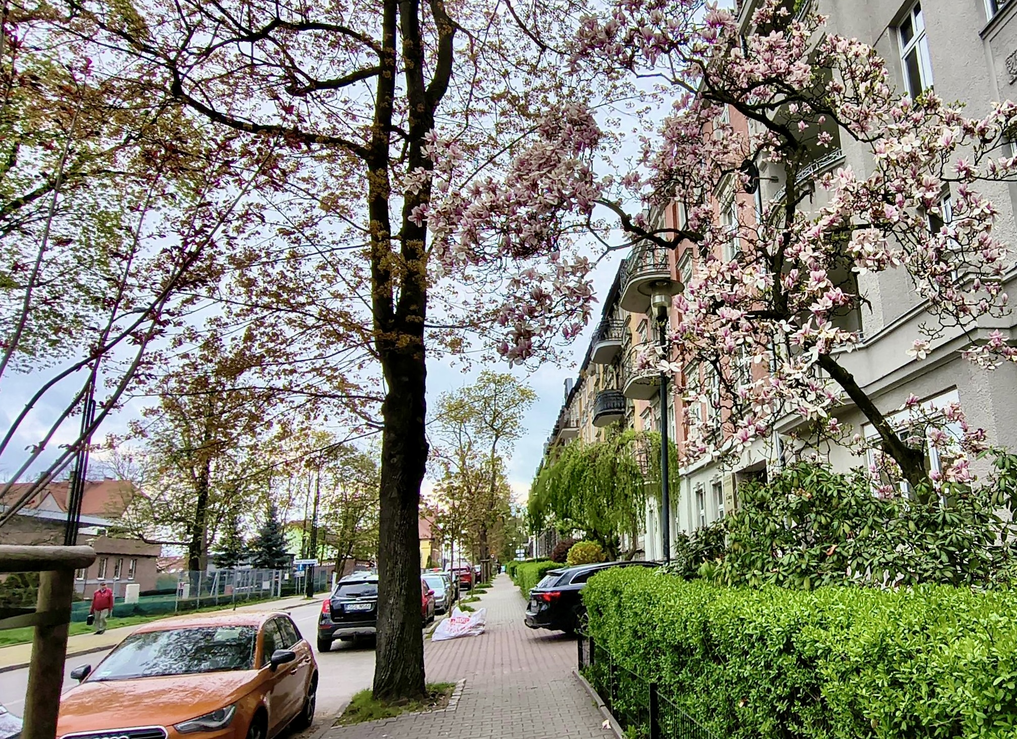 Czas magnolii. Gliwice zachwycają bujnymi kwiatami