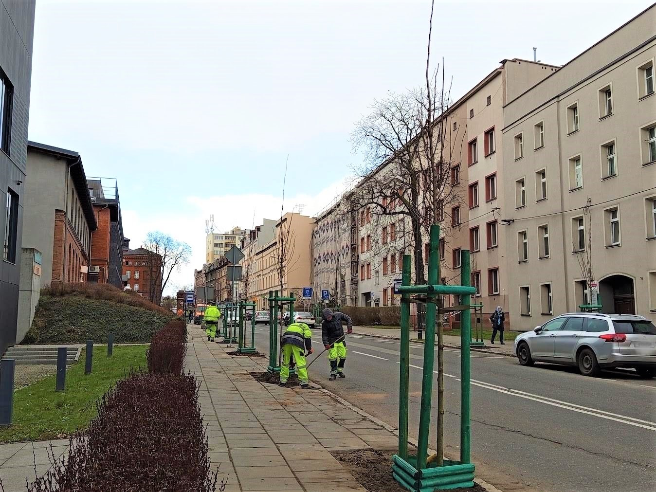 Wiązy zamiast betonu. Ulica Zygmunta Starego wypiękniała