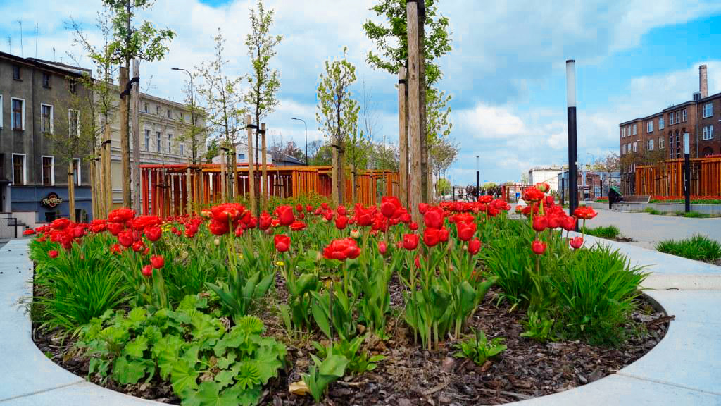 #ZieloneGliwice: Czas tulipanów