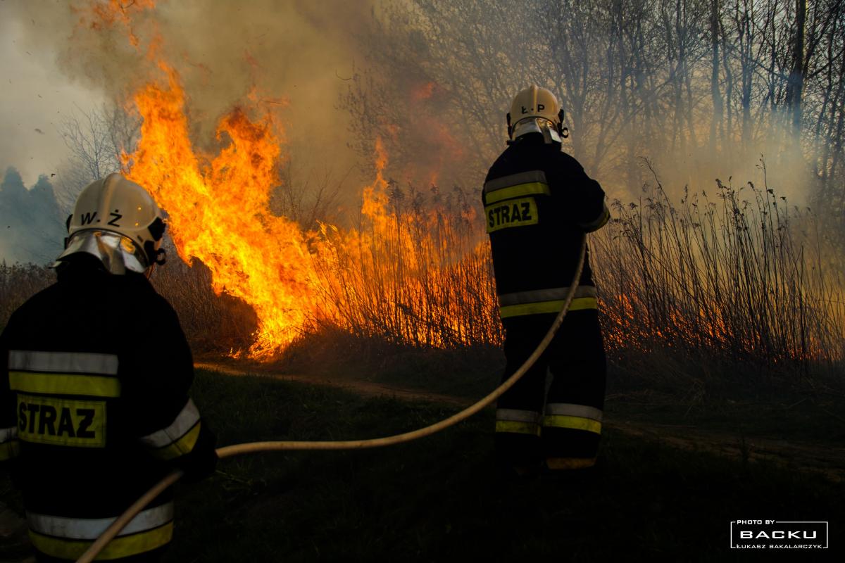 ogień, mężczyźni, drzewa