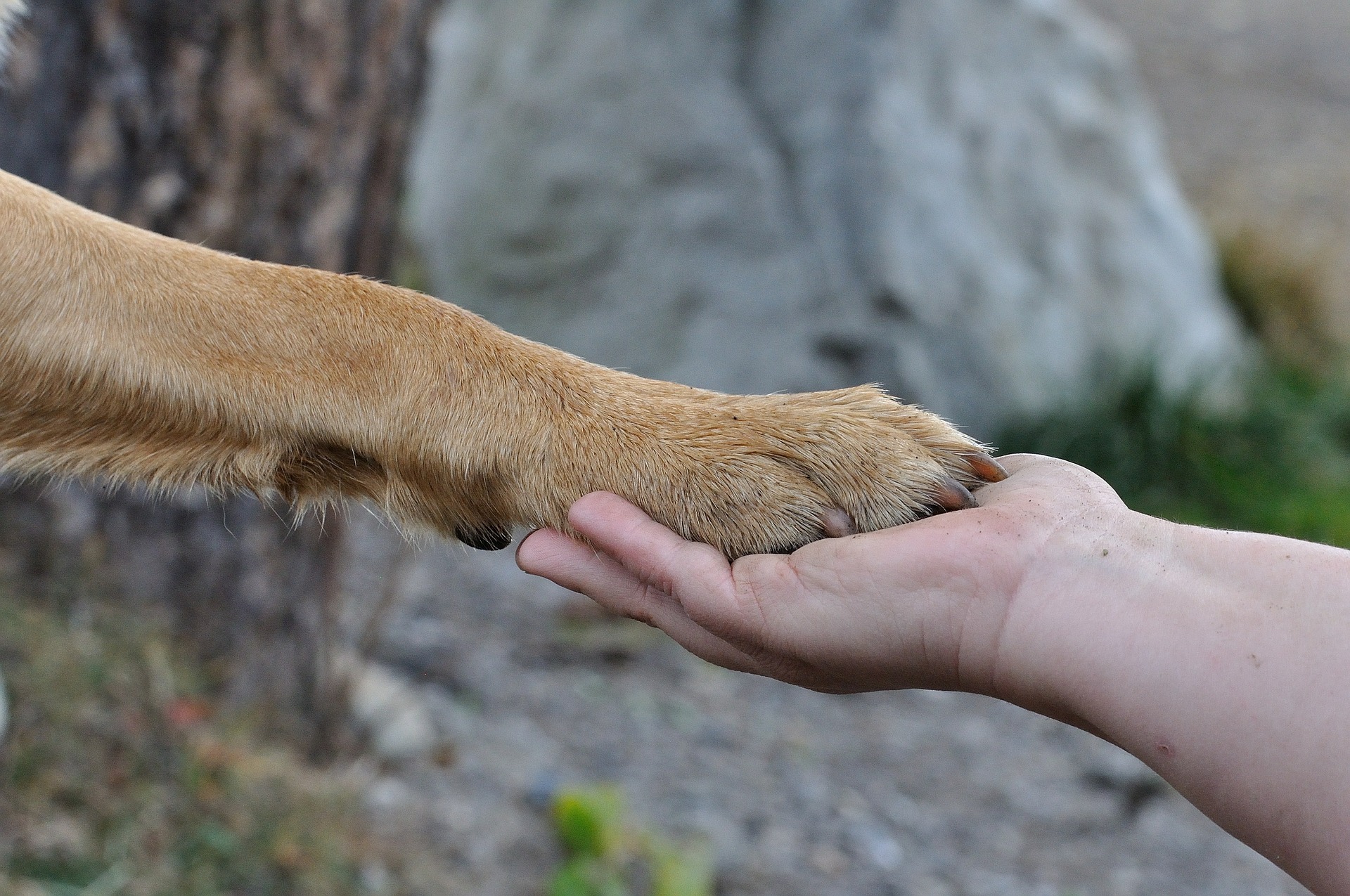 psia łapa i ludzka dłoń