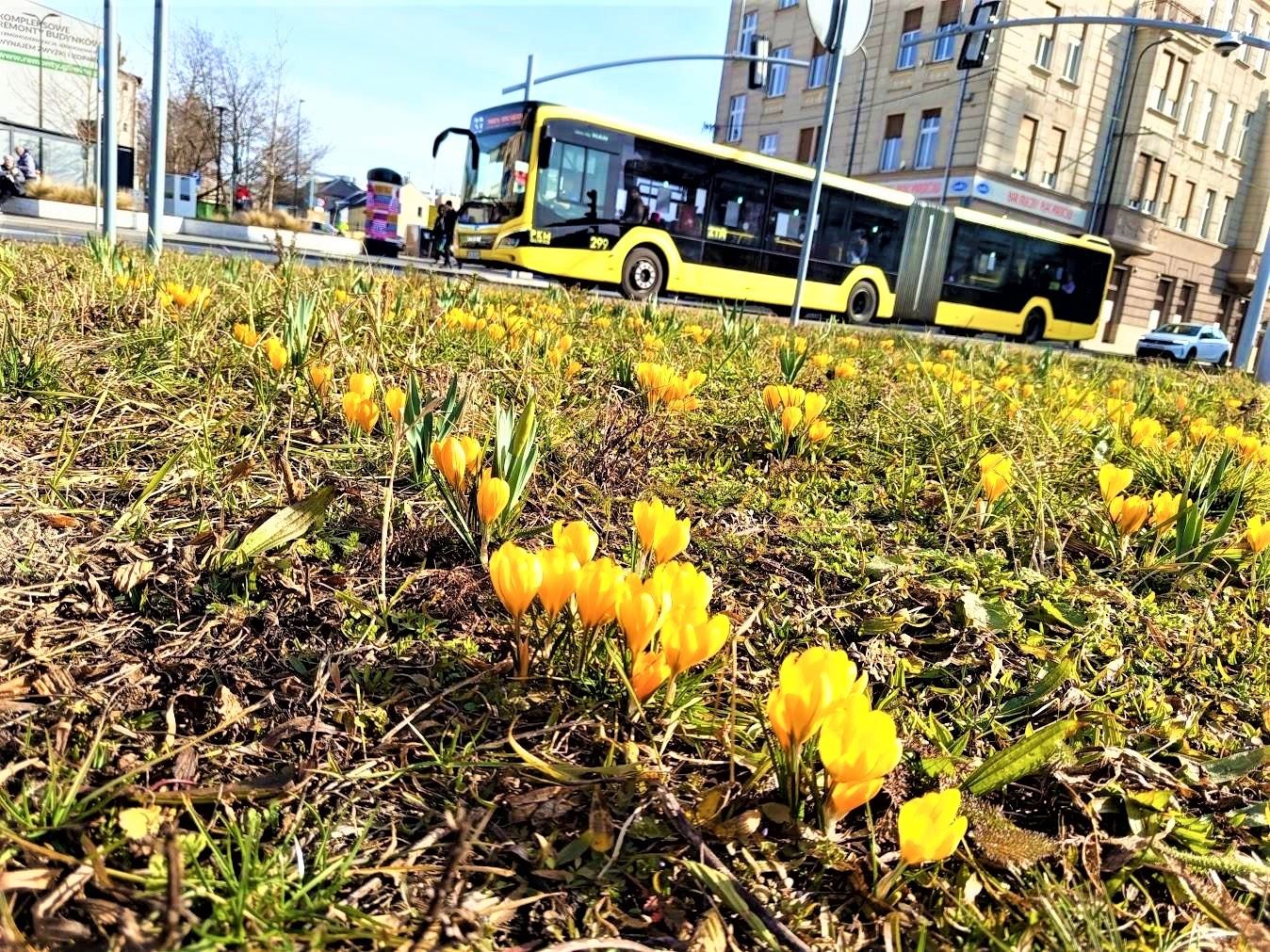 Wiosna zawitała do Gliwic. Plac Piastów kwitnie