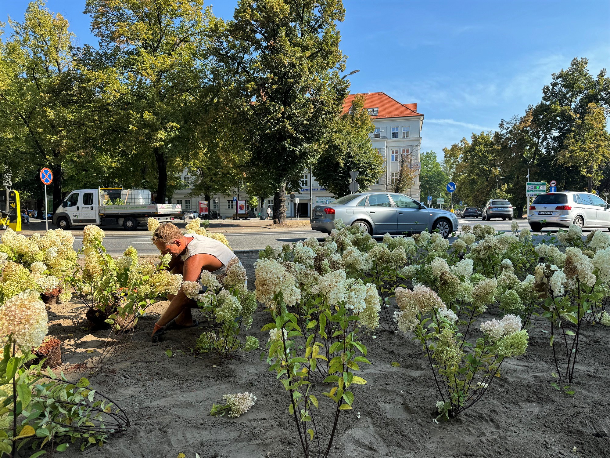 Powstaje nowy zieleniec przy placu Piłsudskiego! Trafi tam ponad pół tysiąca roślin